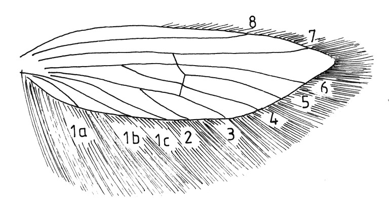 Forewing of Phyllopria bistrigella (Incurvariidae).